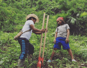 corporate social responsibilitity treedom